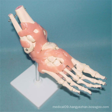 Human Ankle Joint Skeleton Medical Health Model with Ligament (R020914)